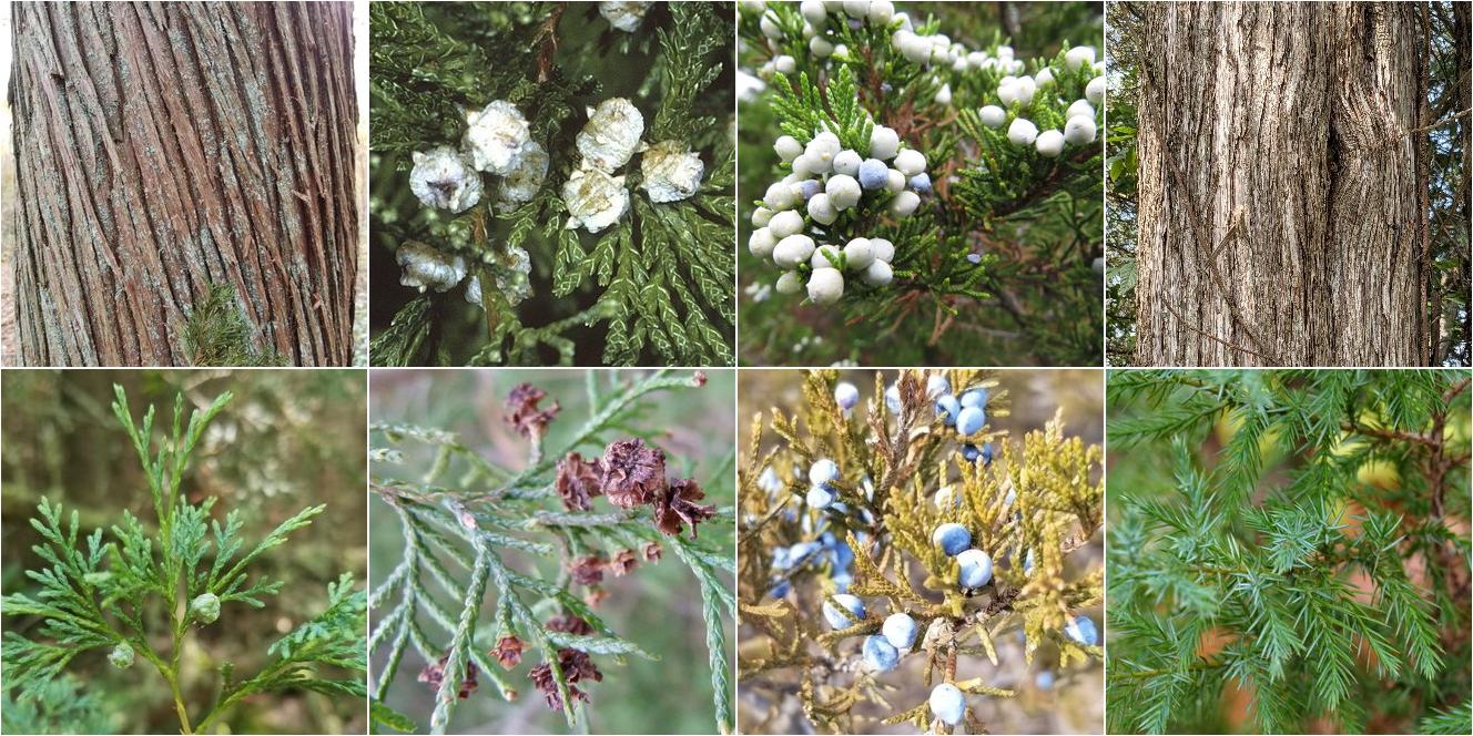 collage of Atlantic White Cedar and Eastern Redcedar