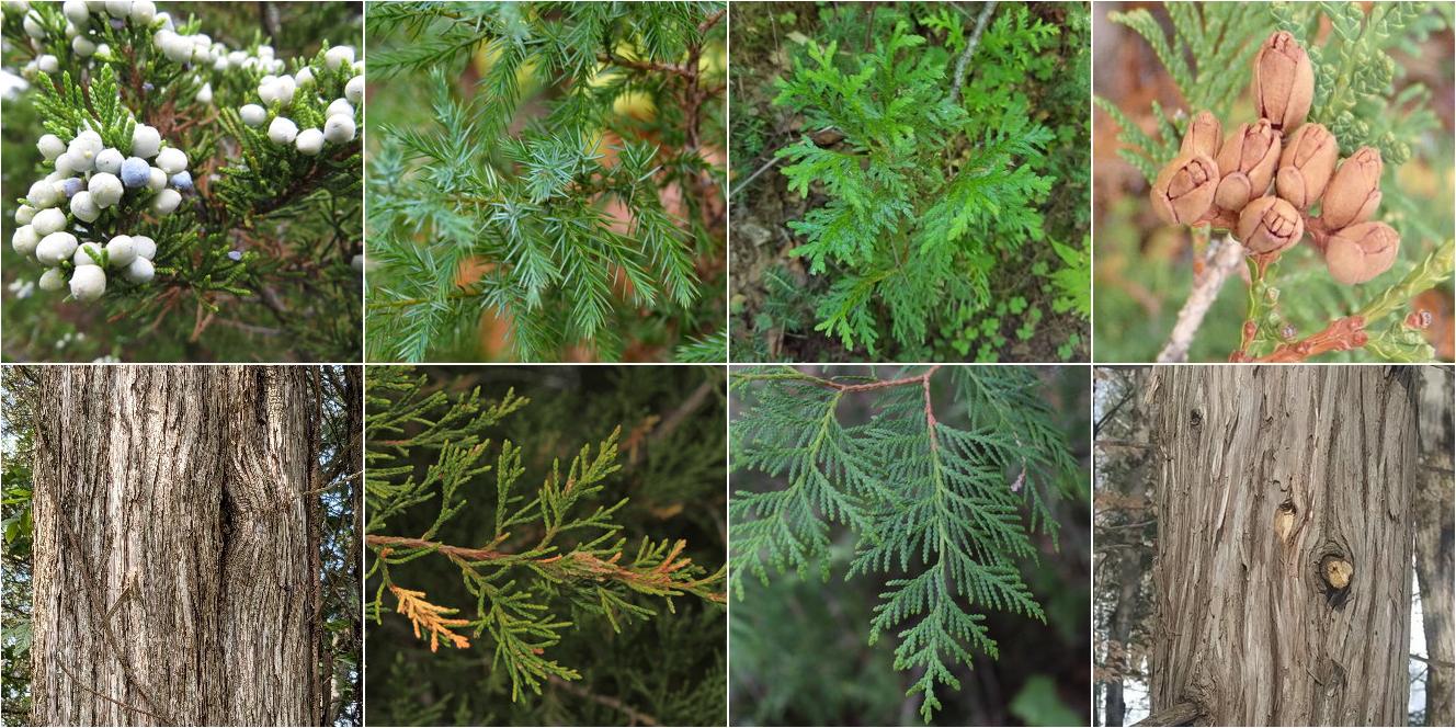 collage of Eastern Redcedar and Northern White-Cedar