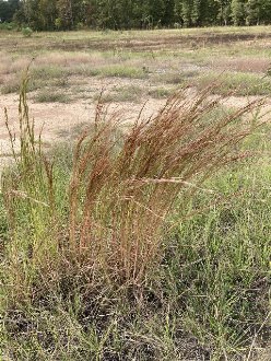 orangish/reddish-brown dead grass stems heavily leaning to the right, against a field with short, green grass and bare soil