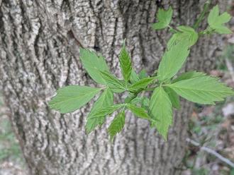 a twig and several trifoliate leaflets sprouting from a thick tree trunk with light gray, furrowed bark