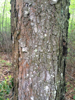tree trunk with bark with long vertical cracks and many horizontal cracks, outer layers gray, orange-pink underneath