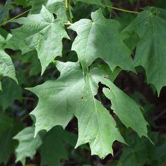 maple leaves with slightly spreading, pointy lobes, illuminated by sunlight in a darker forest
