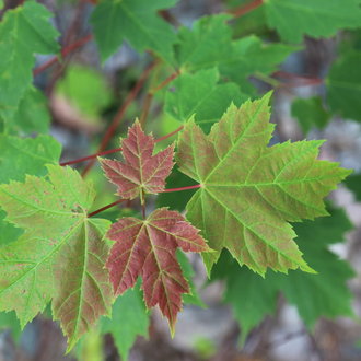 new maple leaves forming at a branch tip, the youngest deep red, the reddish fading to a deep green on older leaves