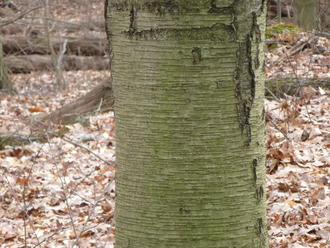 dull gray, slightly yellowish-green tree trunk with fine horizontal lines, starting to show vertical cracking on the right
