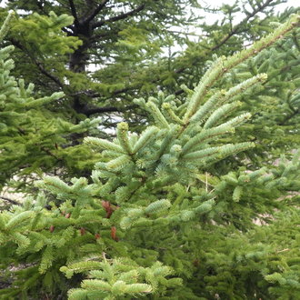 thumbnail of White Spruce