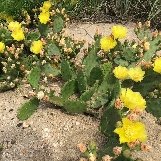 flat-leaved cacti with showy yellow flowers, growing in rocky sand