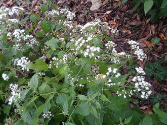 plant with bushy, spreading habit, many clusters of tiny white flowers, in a shady setting with abundant leaf litter