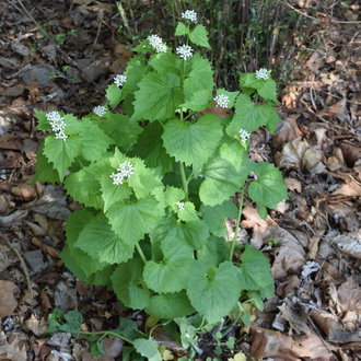 a plant growing upright with opposite leaves and small white flower clusters at the tip, growing in dense leaf litter