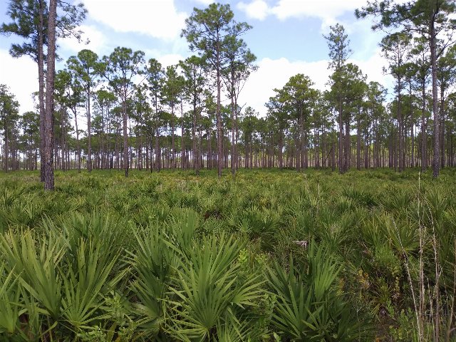very flat savanna with saw palmetto in the foreground and tall, very straight pines in the distance