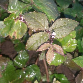 a plant with sets of three purplish-bronze leaflets with serrated margins, purple-brown stems, and tiny pale pink flowers
