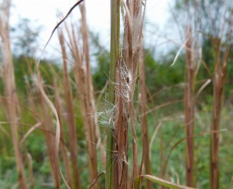 closeup of grass stems showing seeds with white, wispy attachments, mostly enclosed in the leaf sheaths along the stems