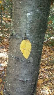 yellow leaf stuck to a dull, dark gray tree trunk with fine horizontal markings