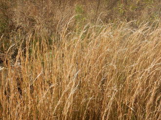 mass of pale orange/copper-colored dead grass stems, all leaning slightly in the same direction, curving more at the tips