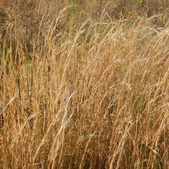 mass of pale orange/copper-colored dead grass stems, all leaning slightly in the same direction, curving more at the tips
