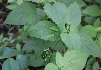 plant with broad, opposite leaves with serrated margins, coming to sharp points, with heart-shaped bases