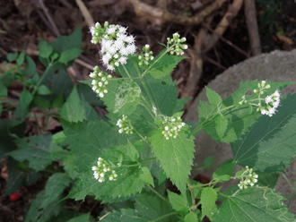 plant with opposite, coarsely serrated triangular leaves and clusters of many small bright white flowers