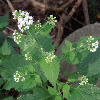 plant with opposite, coarsely serrated triangular leaves and clusters of many small bright white flowers