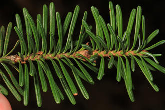 horizontal conifer twig showing green needles with suction-cup bases, rounded tips, and a white line down the middle