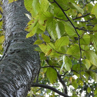 curved tree trunk, shiny grey with horizontal lines, peeling in tiny strips, and small simple leaves with prominent veins