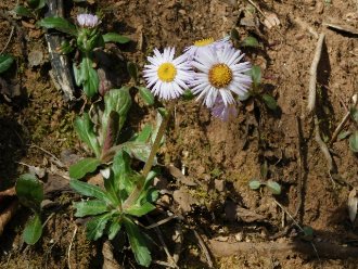 a daisy-like flower, white with yellow center, on a stalk from a rosette of leaves growing on a slope with exposed poor soil