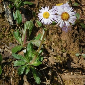 a daisy-like flower, white with yellow center, on a stalk from a rosette of leaves growing on a slope with exposed poor soil