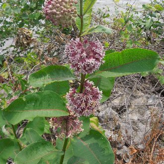 plant with broad, opposite leaves with pinkish veins, huge globe-shaped clusters of pink flowers, against a messy lakeshore
