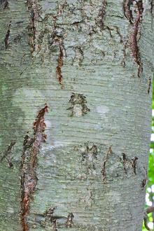 closeup of gray tree bark showing fine horizontal lines and extensive vertical cracks opening up in places, pink underneath