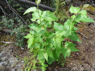 large tree seedling, beginning to branch, leaves with serrated margins and prominent veins, in a dark forest