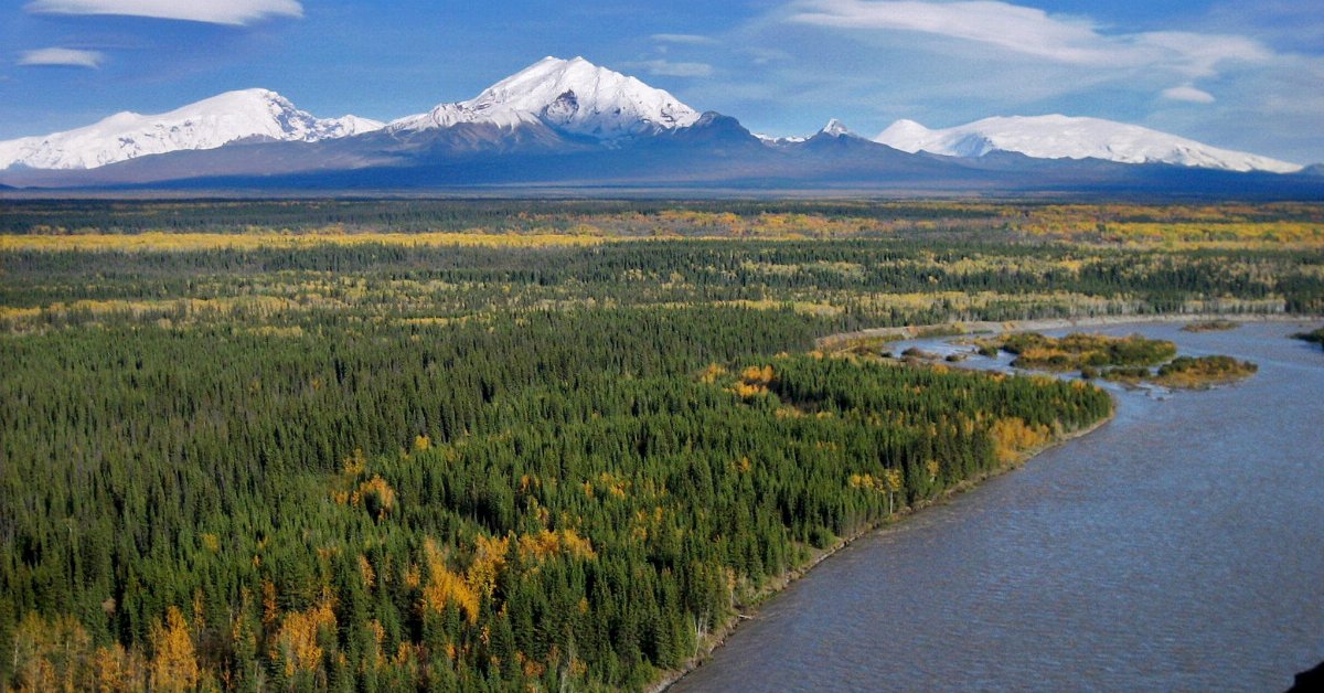 a river in the foreground, and a flat landscape with mostly evergreen trees, tall snowy mountains in the distance