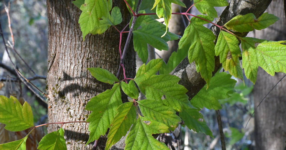a smooth gray branching tree trunk, with pale green, deeply serrated and lobed compound leaves with bright pink stems