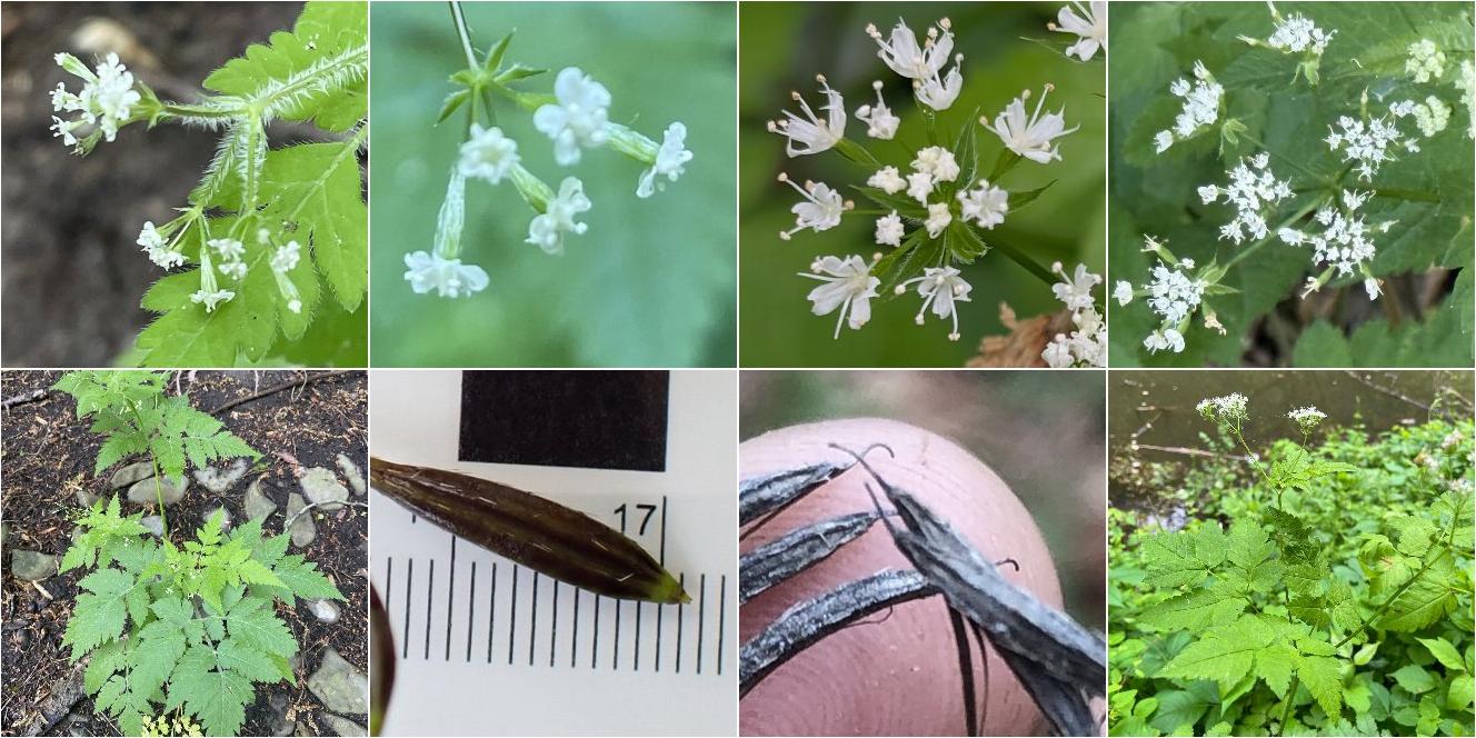 collage of Clayton's Sweetroot and Aniseroot