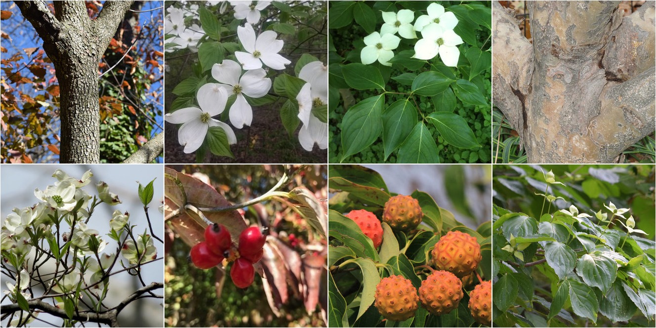 collage of Flowering Dogwood and Kousa Dogwood