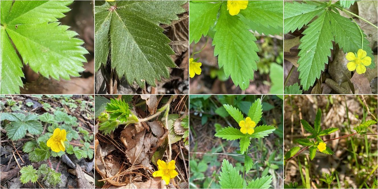 collage of Dwarf Cinquefoil and Common Cinquefoil