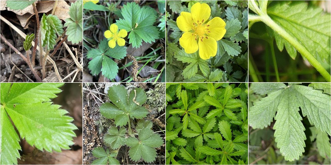 collage of Dwarf Cinquefoil and  European Cinquefoil