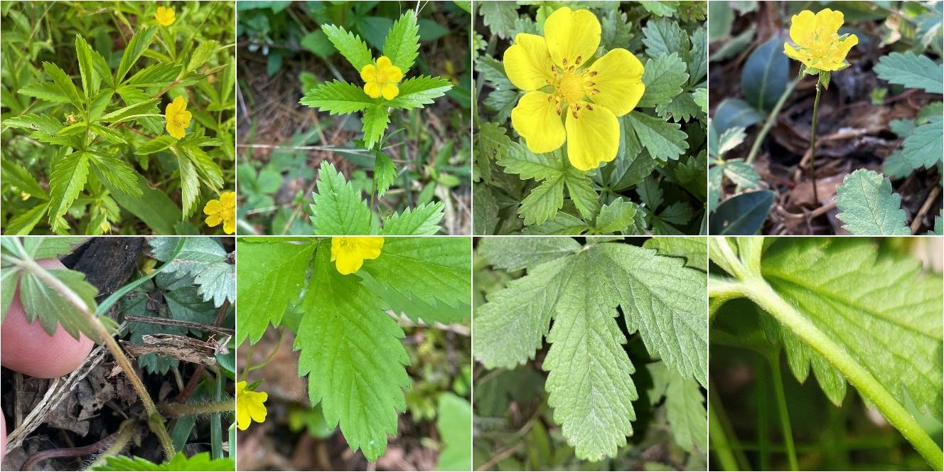 collage of Common Cinquefoil and  European Cinquefoil