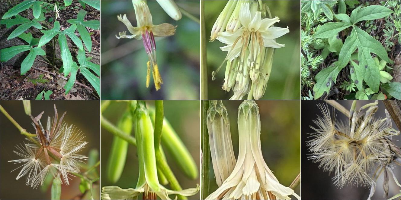 collage of Tall Rattlesnakeroot and Three-leaved Rattlesnake Root