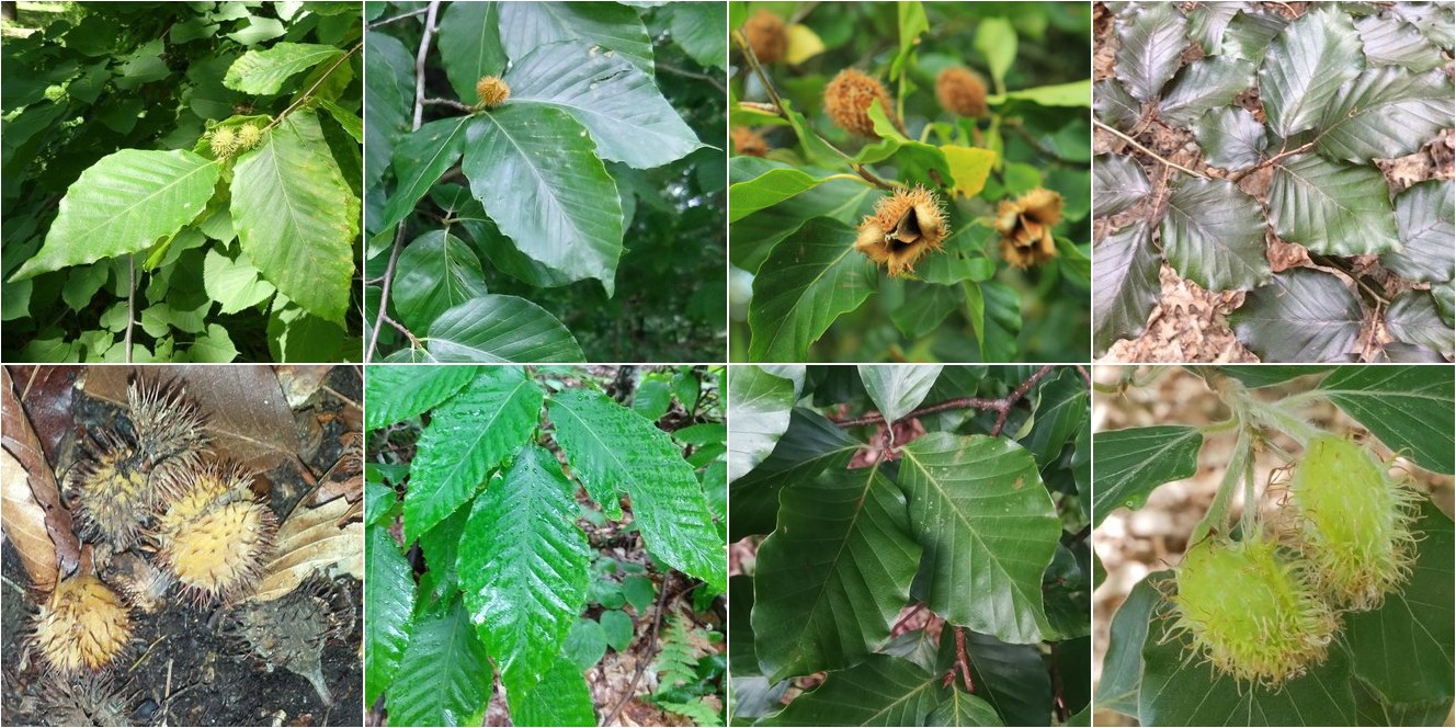 collage of American Beech and European Beech
