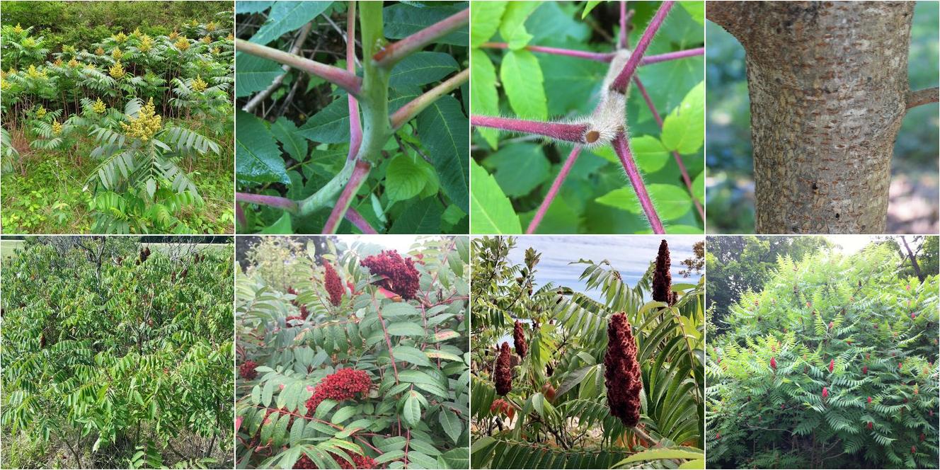 collage of Smooth Sumac and Staghorn Sumac