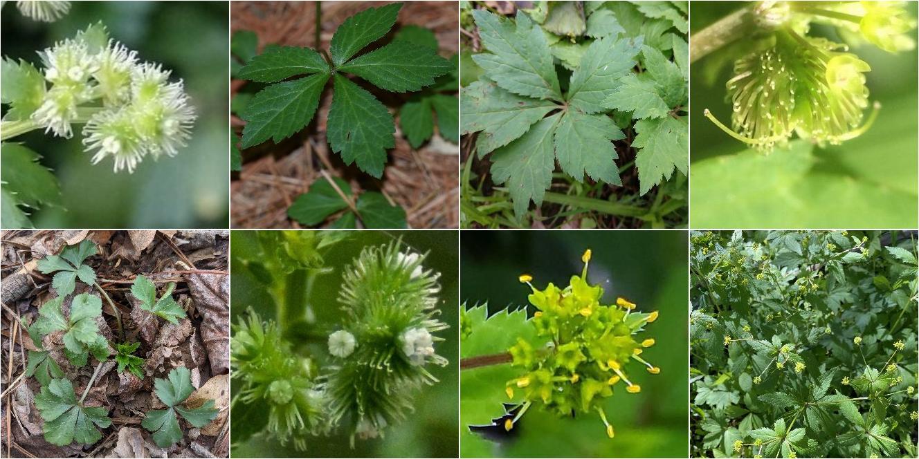collage of Canadian Blacksnakeroot and Clustered Blacksnakeroot