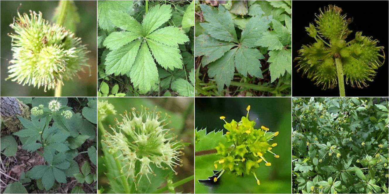 collage of Maryland Sanicle and Clustered Blacksnakeroot