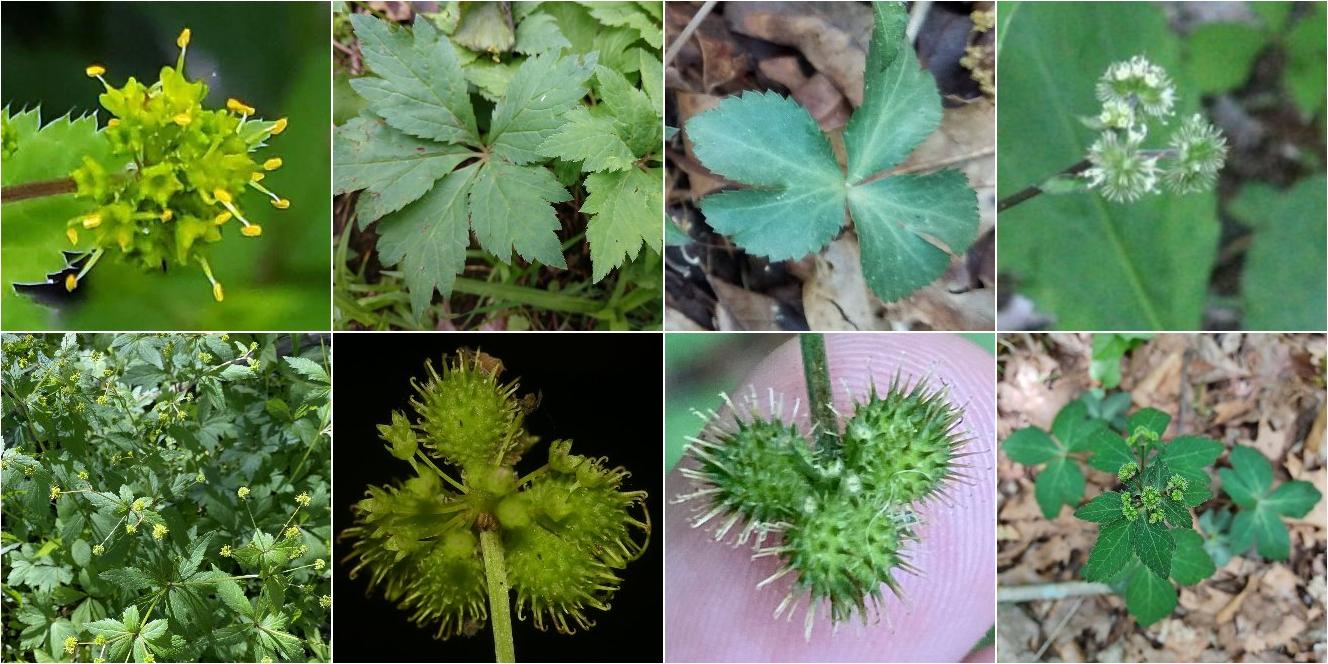 collage of Clustered Blacksnakeroot and Small's Blacksnakeroot