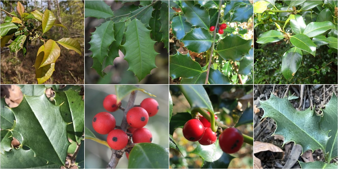 collage of American Holly and European Holly