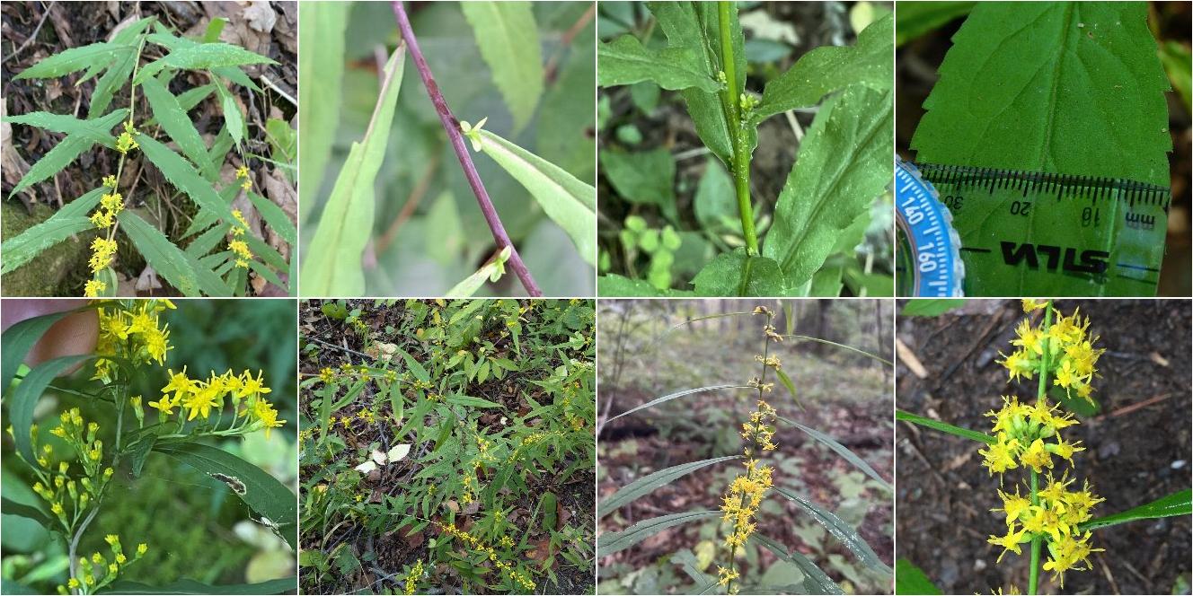 collage of Blue-Stemmed Goldenrod and Mountain Decumbent Goldenrod