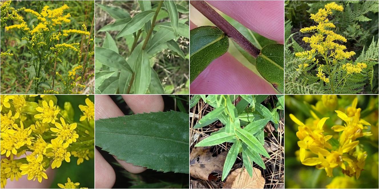 collage of Early Goldenrod and Sweet Goldenrod