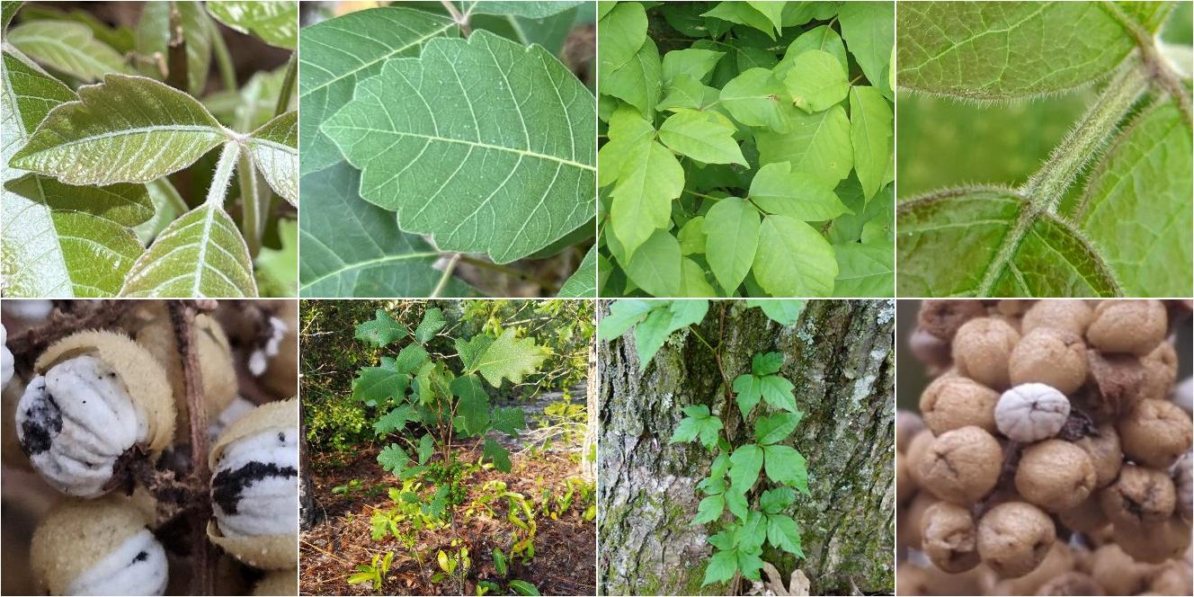 collage of Southeastern Poison Oak and Eastern Poison Ivy