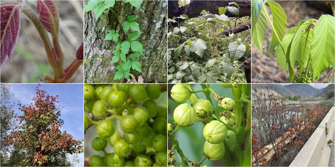 collage of Eastern Poison Ivy and Western Poison Ivy