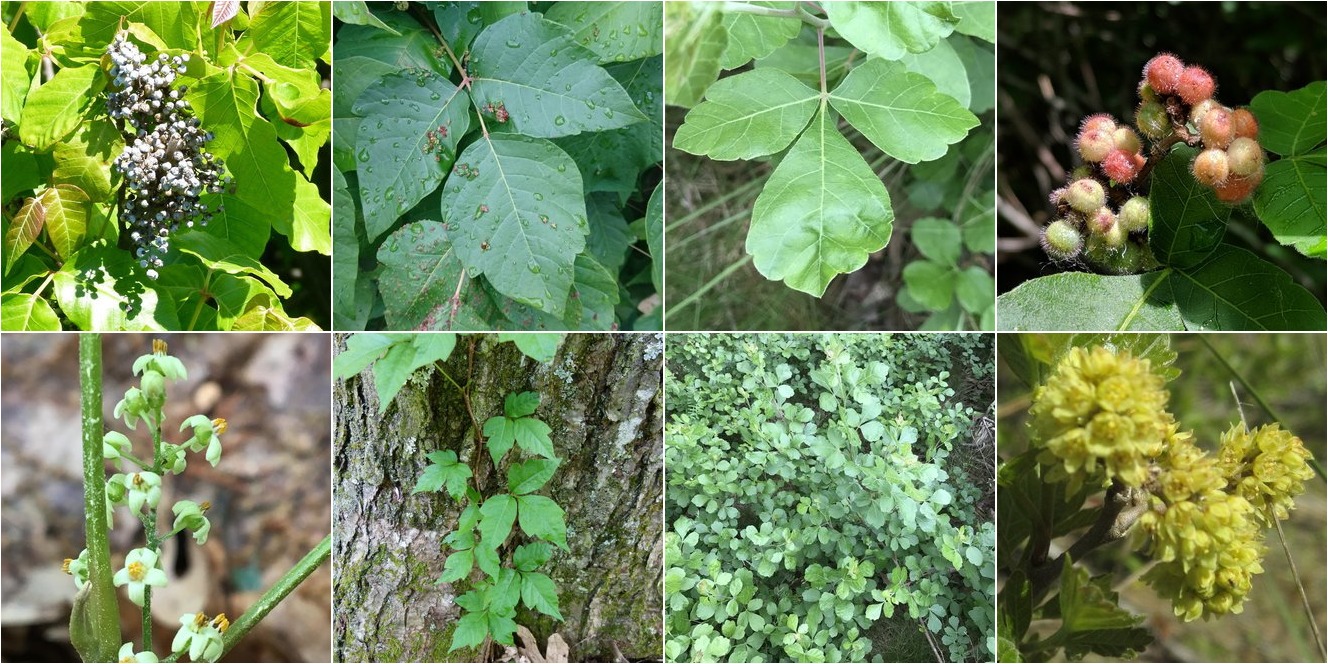 collage of Eastern Poison Ivy and Fragrant Sumac