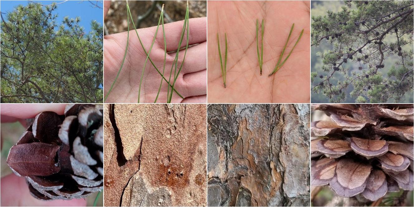 collage of Shortleaf Pine and Virginia Pine