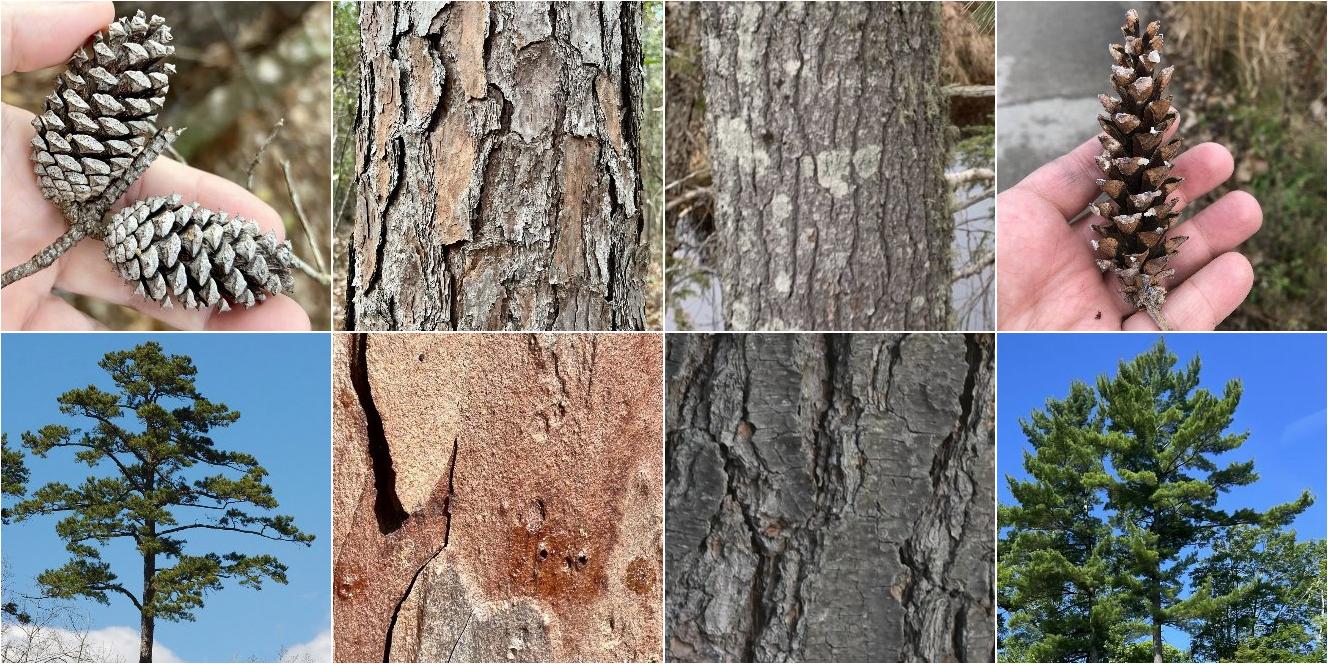 collage of Shortleaf Pine and Eastern White Pine