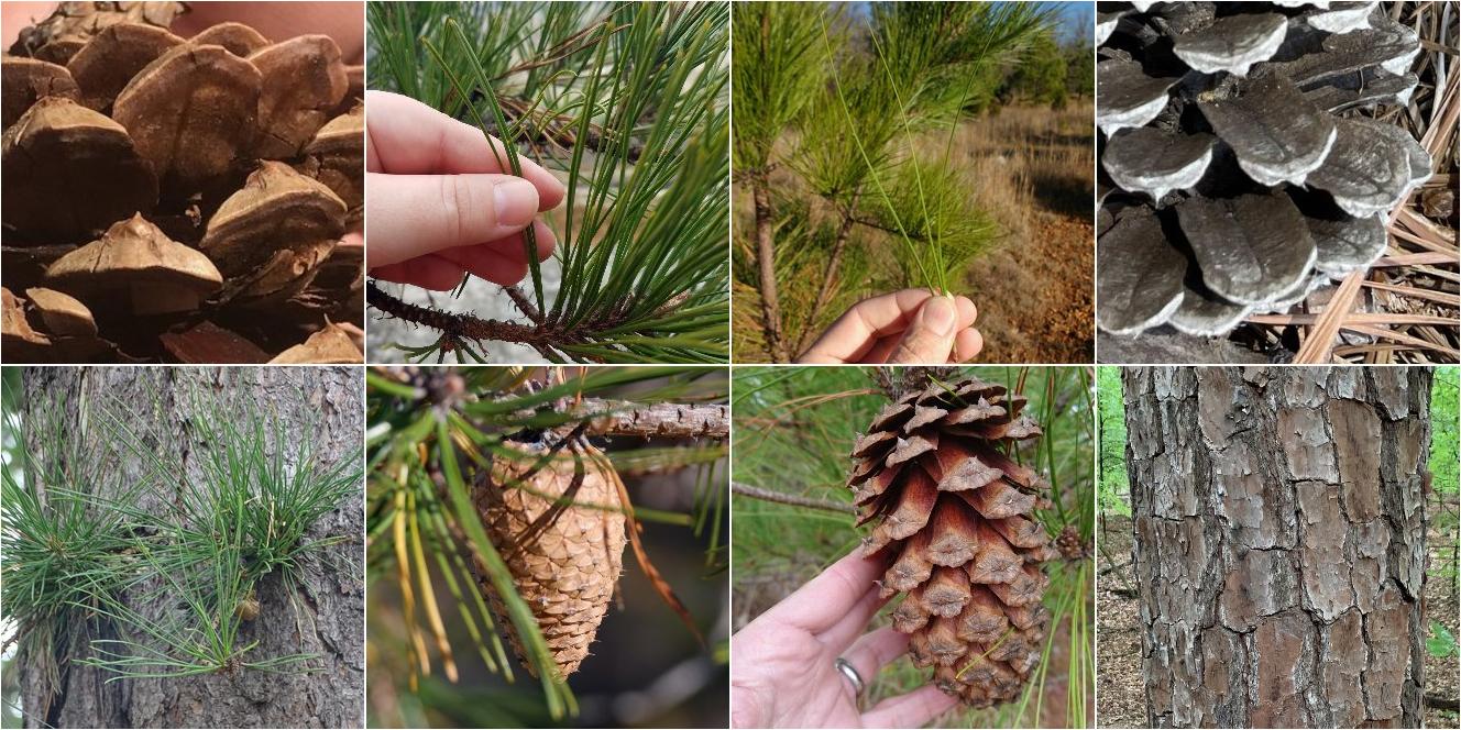 collage of Pitch Pine and Loblolly Pine